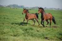 /album/fotogallerij/dsc-1701-jpg/